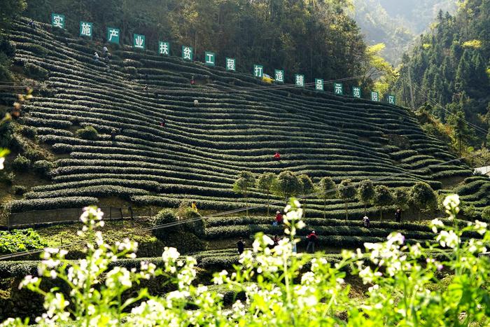 安康富硒茶招商推介(安康富硒茶产业)-硒宝网