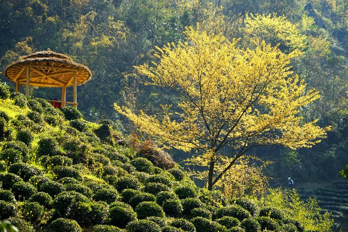 安康富硒茶招商推介(安康富硒茶产业)-硒宝网