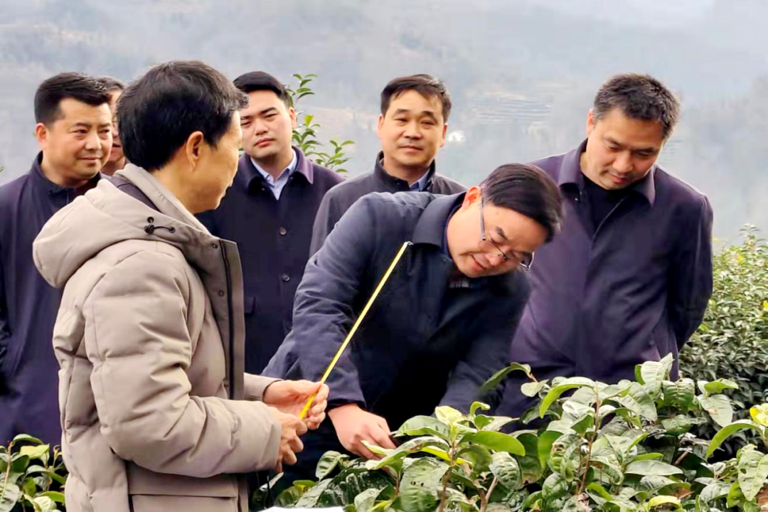 富硒茶产业发展报告(富硒茶市场分析)-硒宝网