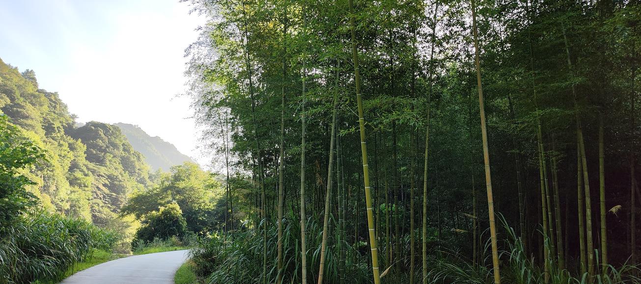安徽石台野生富硒茶(安徽石台县富硒茶)-硒宝网