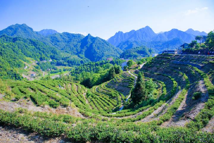 安康富硒茶直播岚皋(安康富硒茶发展情况)-硒宝网