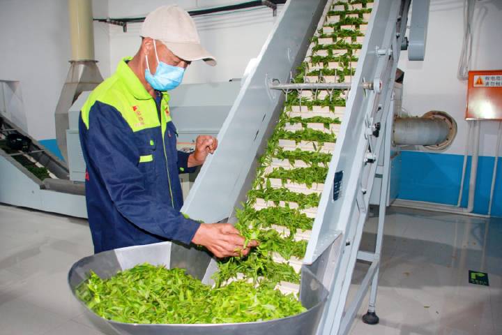 安康富硒茶直播岚皋(安康富硒茶发展情况)-硒宝网