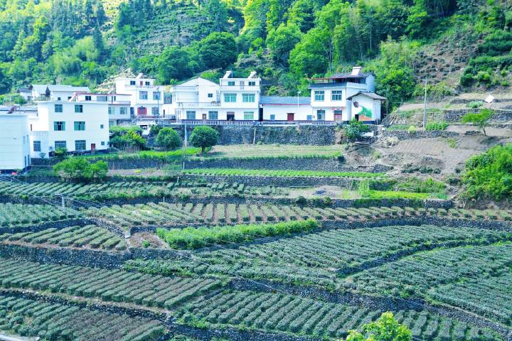 安康富硒茶直播岚皋(安康富硒茶发展情况)-硒宝网