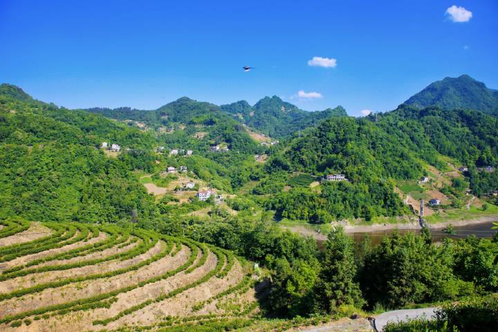 安康富硒茶直播岚皋(安康富硒茶发展情况)-硒宝网