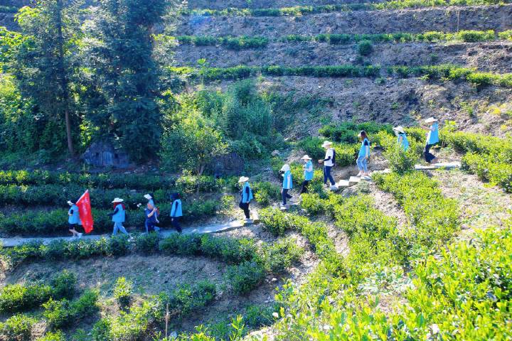 安康富硒茶直播岚皋(安康富硒茶发展情况)-硒宝网