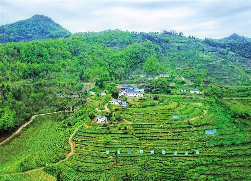 紫阳富硒茶门头设计（紫阳富硒茶场观光园）-硒宝网