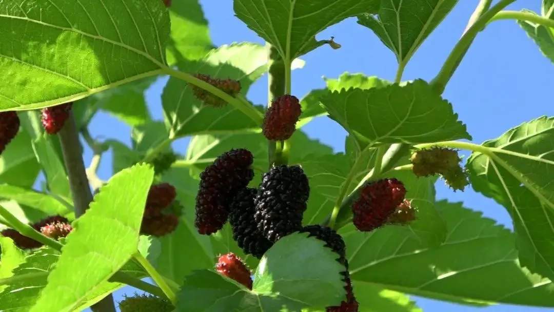 江苏富硒桑叶茶加工(桑叶茶加工设备)-硒宝网