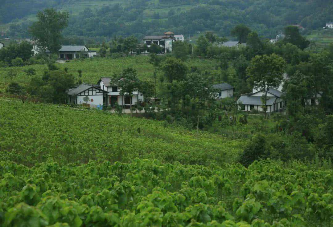 江苏富硒桑叶茶加工(桑叶茶加工设备)-硒宝网