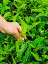 湖南富硒茶推荐企业（湖南有个什么硒集团）-硒宝网