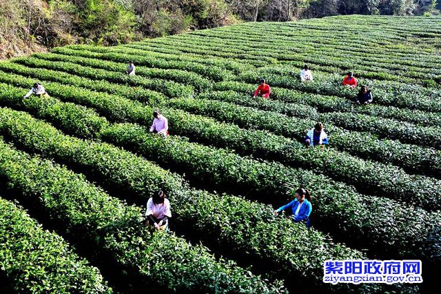 紫阳富硒茶发展历程(紫阳富硒茶文化)-硒宝网