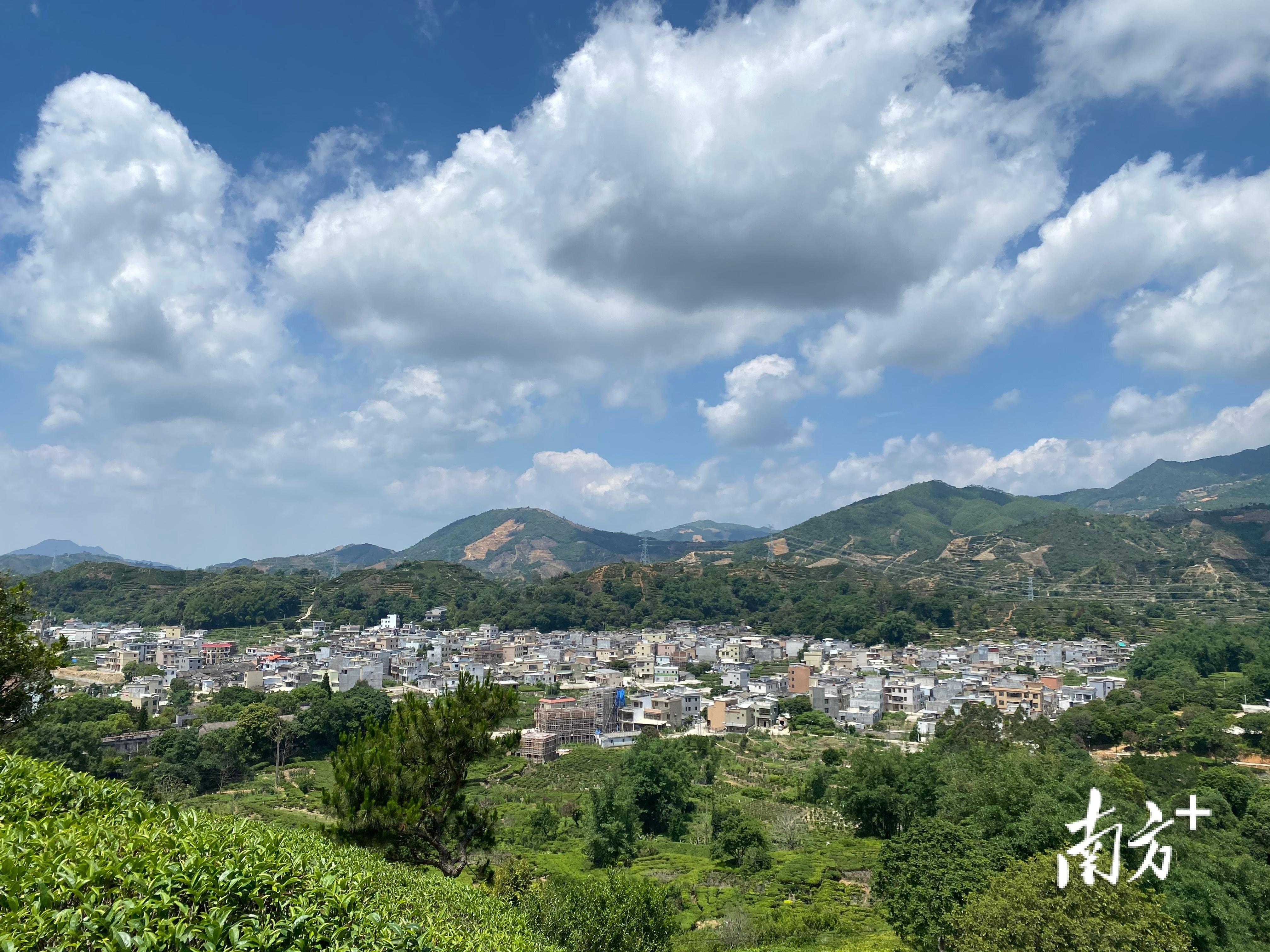 富硒单丛茶是什么茶(富硒茶和普通茶的区别)-硒宝网