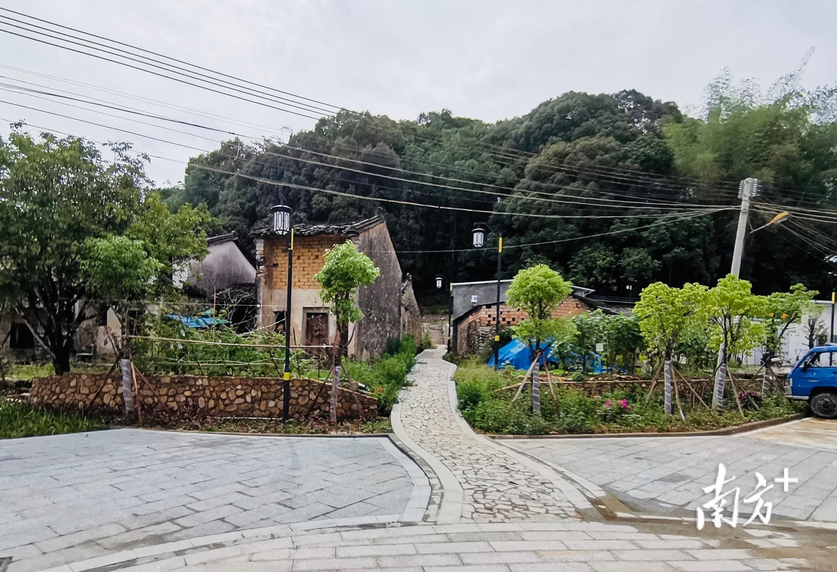 富硒单丛茶是什么茶(富硒茶和普通茶的区别)-硒宝网