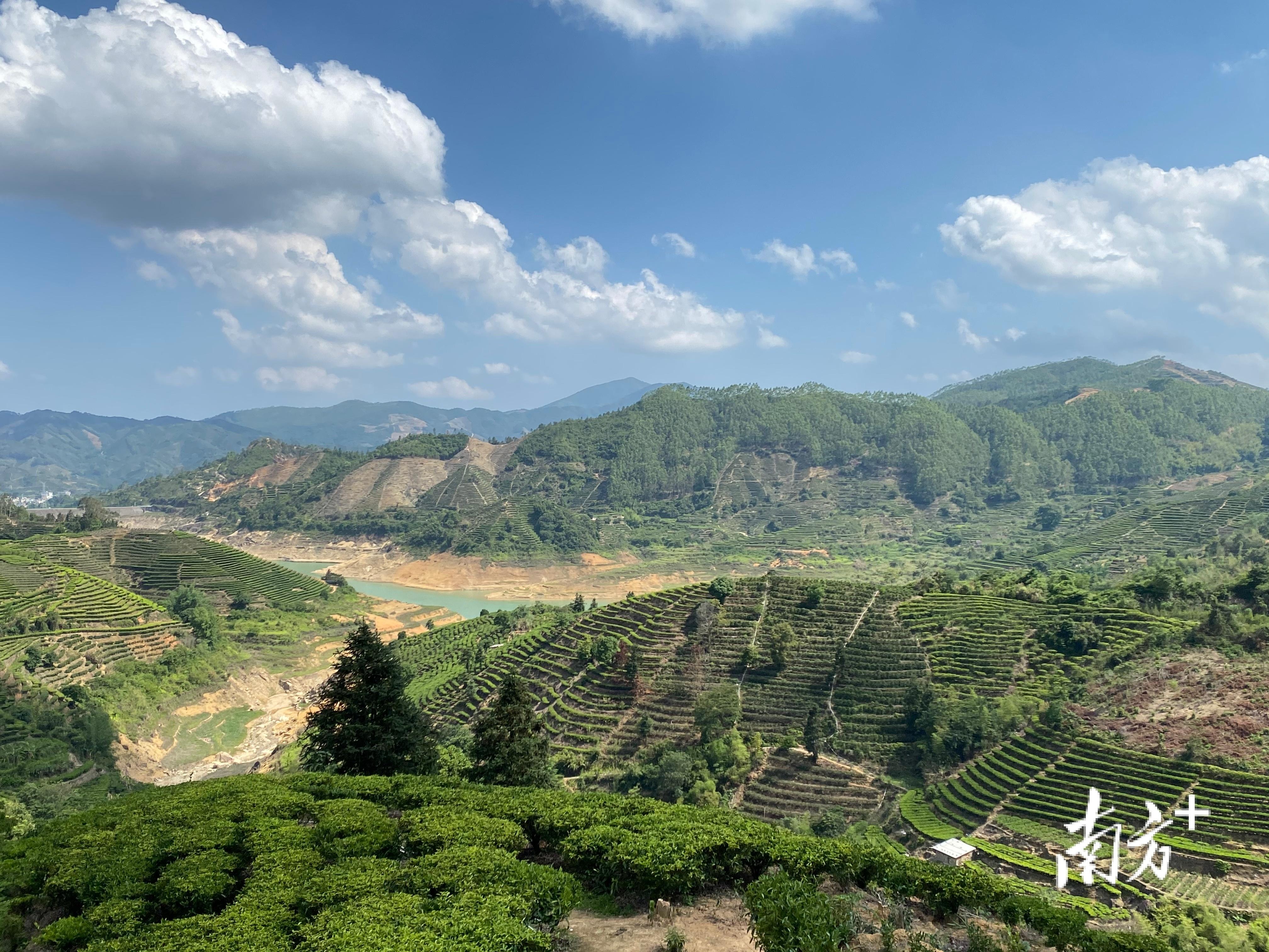 富硒单丛茶是什么茶(富硒茶和普通茶的区别)-硒宝网