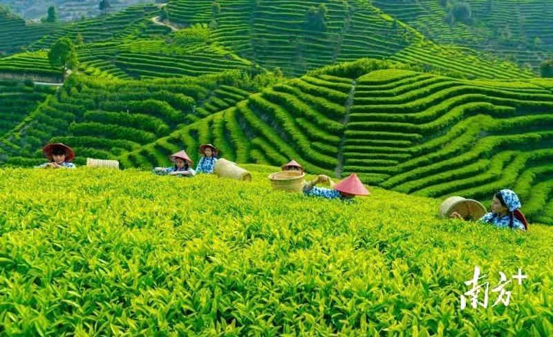 富硒单丛茶是什么茶(富硒茶和普通茶的区别)-硒宝网