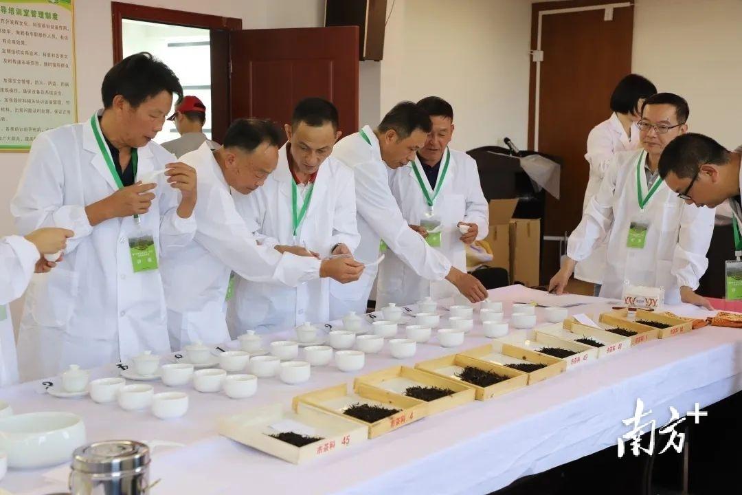 富硒单丛茶是什么茶(富硒茶和普通茶的区别)-硒宝网