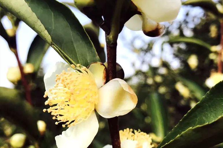 富硒单丛茶是什么茶(茶叶富硒)-硒宝网