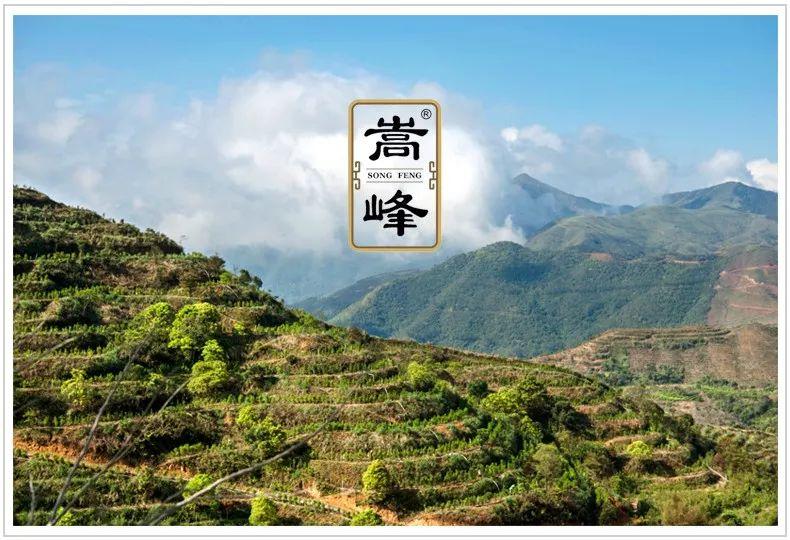 富硒单丛茶是什么茶(茶叶富硒)-硒宝网