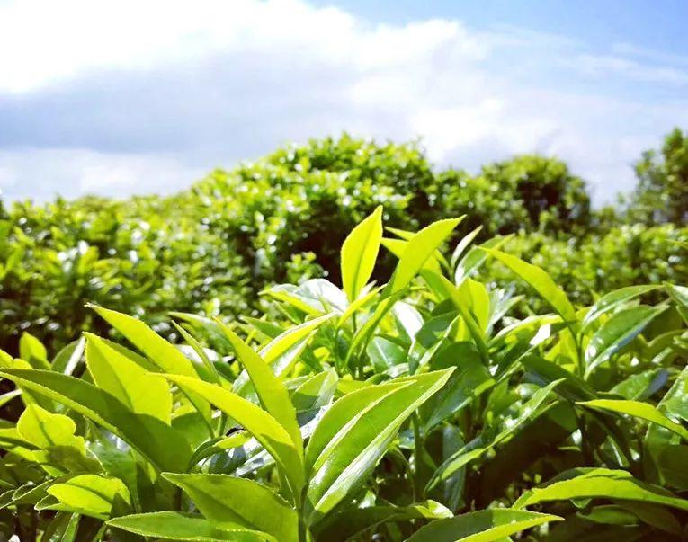 富硒单丛茶是什么茶(茶叶富硒)-硒宝网