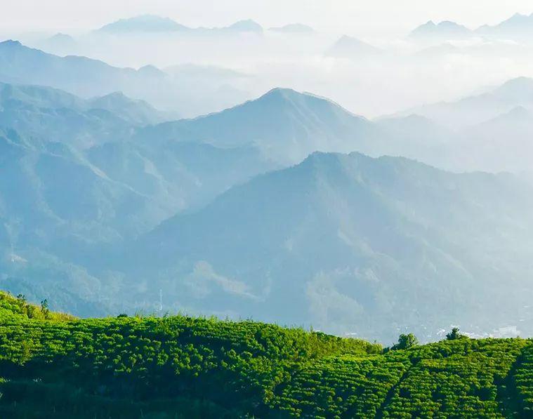 富硒单丛茶是什么茶(茶叶富硒)-硒宝网