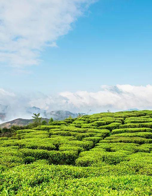 富硒单丛茶是什么茶(茶叶富硒)-硒宝网