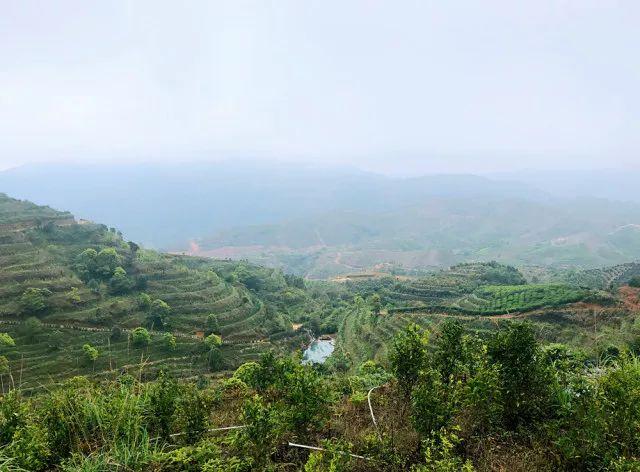 富硒单丛茶是什么茶(富硒茶硒含量的标准)-硒宝网