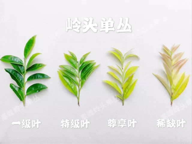 富硒单丛茶是什么茶(富硒茶硒含量的标准)-硒宝网