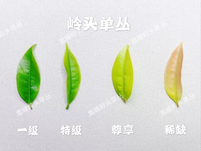富硒单丛茶是什么茶(富硒茶硒含量的标准)-硒宝网