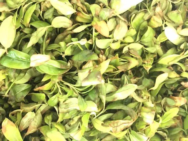 富硒单丛茶是什么茶(富硒茶硒含量的标准)-硒宝网