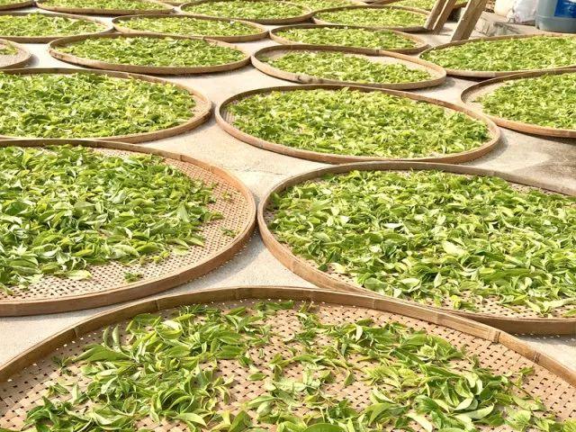 富硒单丛茶是什么茶(富硒茶硒含量的标准)-硒宝网