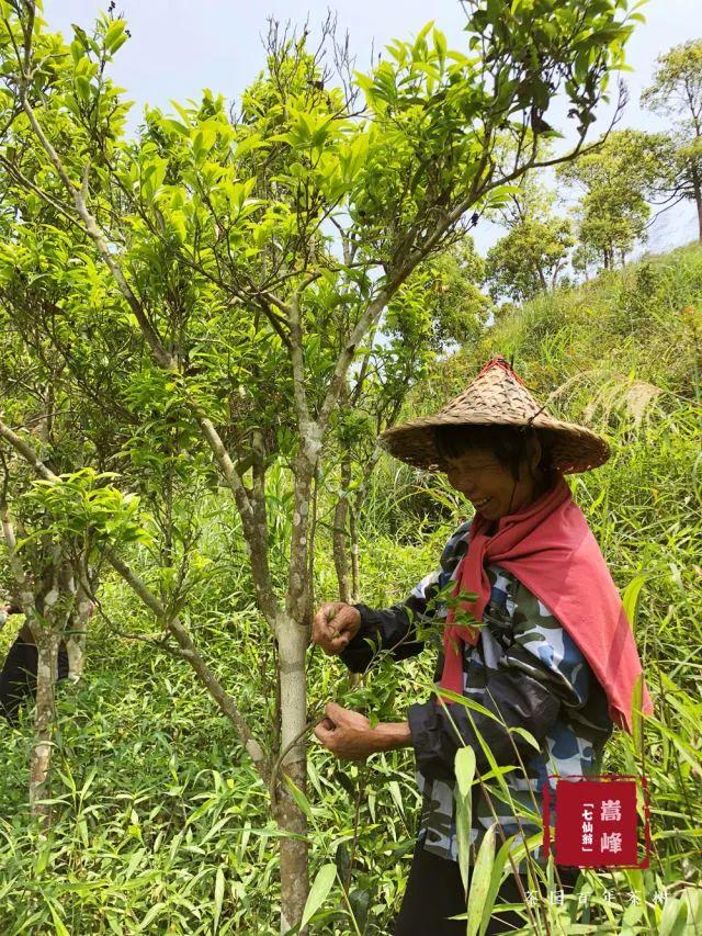 富硒单丛茶是什么茶(富硒茶硒含量的标准)-硒宝网