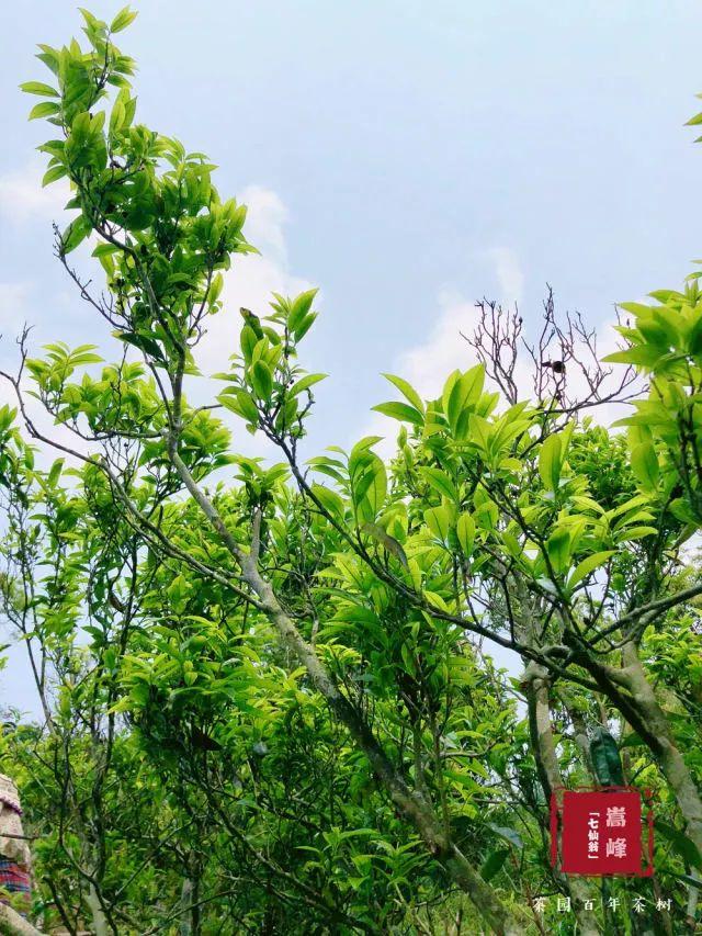 富硒单丛茶是什么茶(富硒茶硒含量的标准)-硒宝网