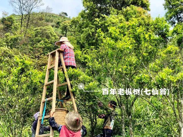 富硒单丛茶是什么茶(富硒茶硒含量的标准)-硒宝网