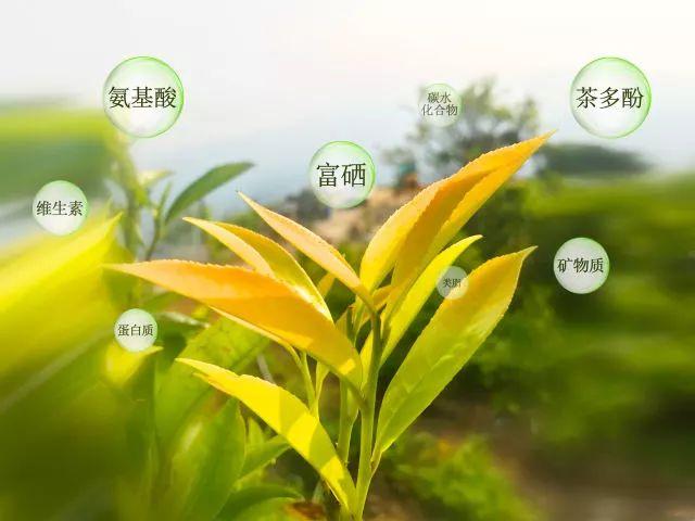 富硒单丛茶是什么茶(富硒茶硒含量的标准)-硒宝网