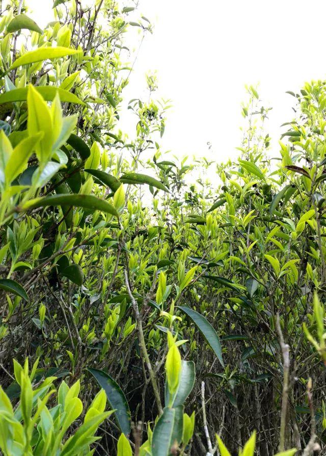 富硒单丛茶是什么茶(富硒茶硒含量的标准)-硒宝网