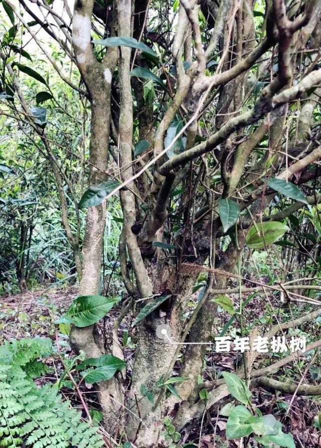 富硒单丛茶是什么茶(富硒茶硒含量的标准)-硒宝网