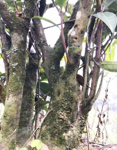 富硒单丛茶是什么茶(富硒茶硒含量的标准)-硒宝网