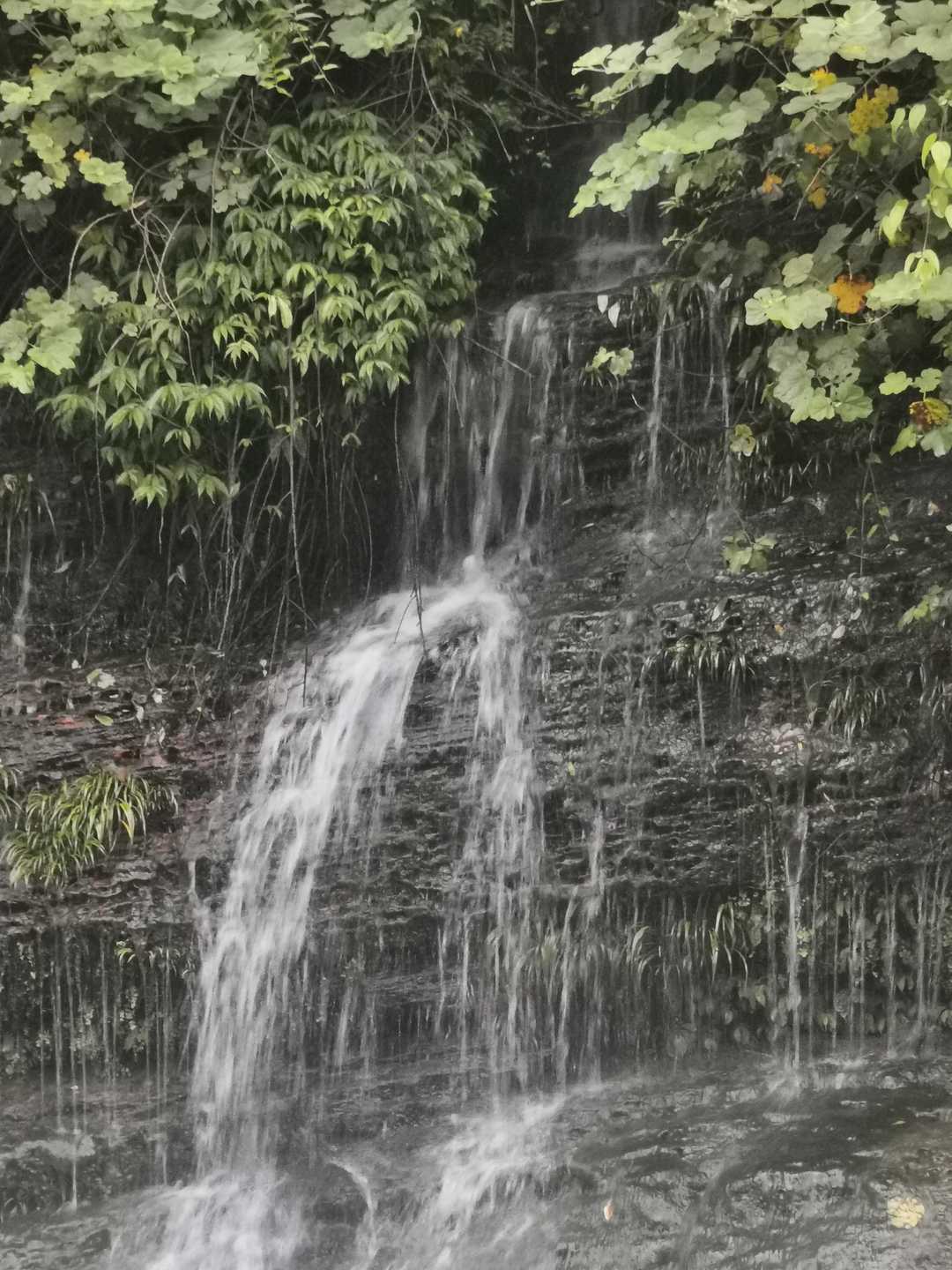 富硒藤茶和莓茶区别（富硒藤茶的价格）-硒宝网