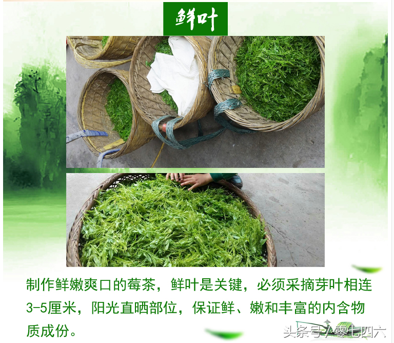 富硒藤茶和莓茶区别(富硒藤茶是莓茶吗)-硒宝网