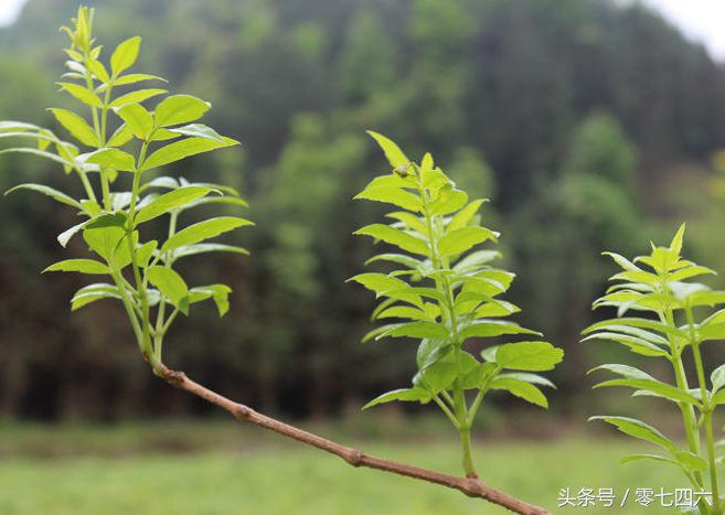富硒藤茶和莓茶区别(富硒藤茶是莓茶吗)-硒宝网