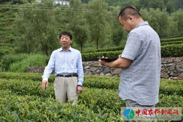 京康富硒茶是什么茶(京康富硒茶怎么样)-硒宝网