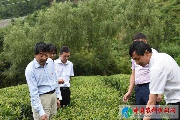 京康富硒茶是什么茶(京康富硒茶怎么样)-硒宝网