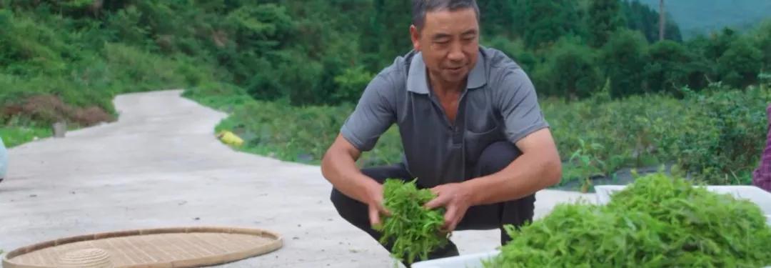 养生茶恩施富硒藤茶(土家富硒藤茶)-硒宝网