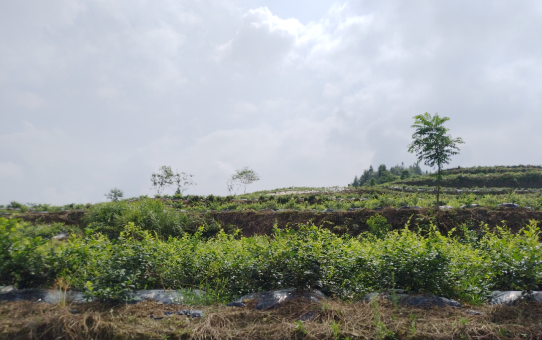 富硒藤茶就是藤茶吗(富硒藤茶价格)-硒宝网