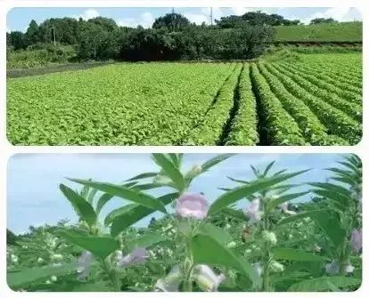 哺乳期补钙吃哪个牌子(哺乳期补钙片)-硒宝网