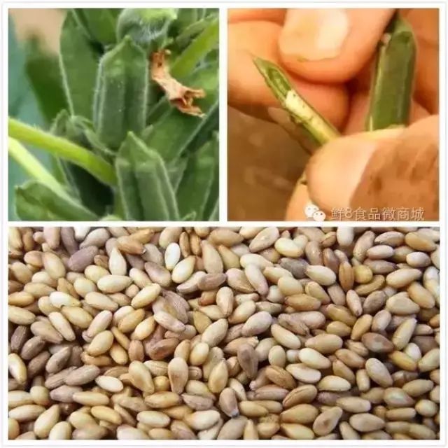 哺乳期补钙吃哪个牌子(哺乳期补钙片)-硒宝网