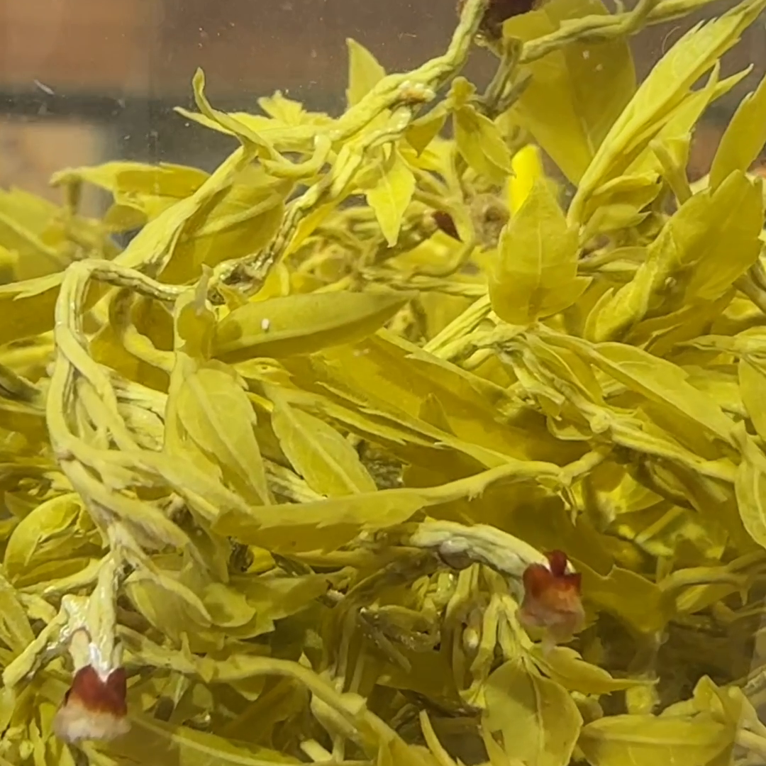 富硒藤茶就是藤茶吗（富硒藤茶什么牌子的好）-硒宝网