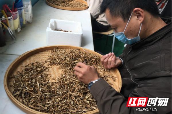 富硒藤茶就是藤茶吗(富硒藤茶是传销吗)-硒宝网