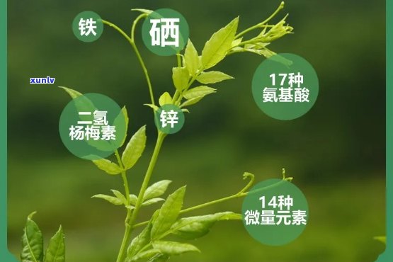 富硒茶什么病不能喝(喝富硒茶可以提高免疫力吗)-硒宝网