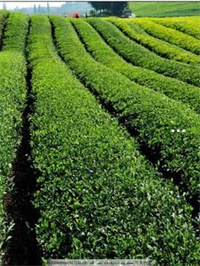 有机富硒茶什么意思（富硒有机茶价钱）-硒宝网