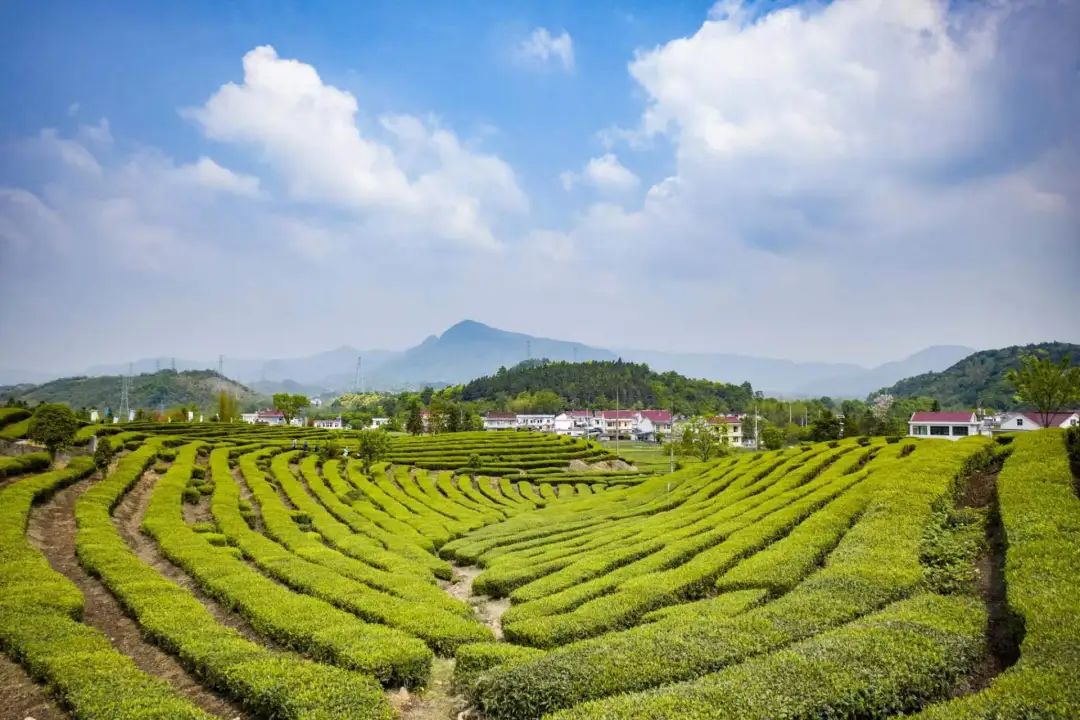 石台富硒茶是绿茶吗（石台富硒茶多少钱一斤）-硒宝网